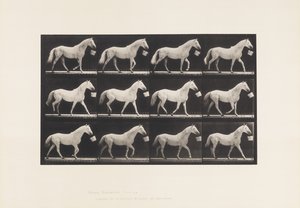 Plate 650. Walking with a Bucket in Mouth; Light Gray Horse by Eadweard Muybridge
