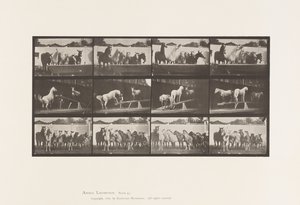 Plate 651. A, Bell ringing; B, Teeter Board; C, Military Drill by Eadweard Muybridge