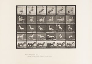 Horses Rearing