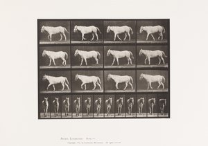 Walking; Free; Ossification of Cartilage by Eadweard Muybridge