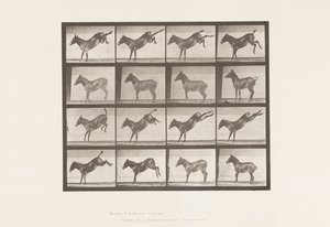 Plate 658. Mule; A, Kicking; B, Kicking