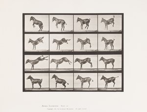 Mule; A, B, Bucking and Kicking; Ruth by Eadweard Muybridge