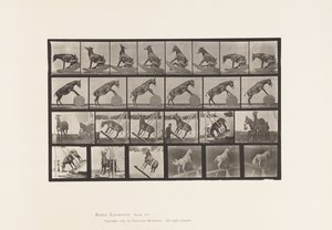 Mule; Miscellaneous Performances Denver (Plate 660)