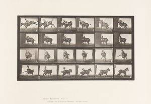 Plate 661. Mule; A, B, A Refractory Animal by Eadweard Muybridge