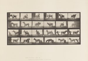 Plate 662. Mule; A, B, A Refractory Animal Denver by Eadweard Muybridge