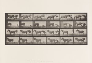 Plate 663. Mule; Refractory Animal Denver by Eadweard Muybridge