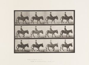 Plate 665. Ass; Walking; Bareback; a Boy Riding, Jennie by Eadweard Muybridge
