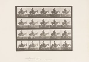 Plate 666. Ass; Walking; Saddle; A Girl Riding, Zoo by Eadweard Muybridge
