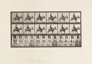 Plate 667. Ass; Walking; Saddle; A Boy Riding, Zoo by Eadweard Muybridge