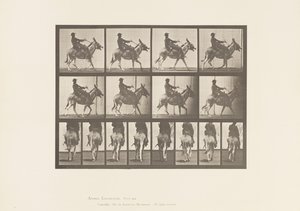 Plate 668. Ass; Ambling; Saddle; Boy Riding, Zoo by Eadweard Muybridge