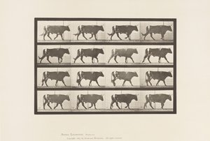 Ox; Walking (Plate 669) by Eadweard Muybridge