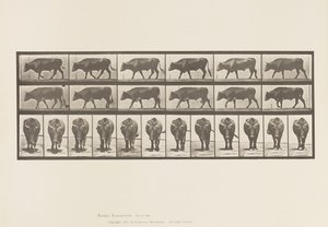 Plate 670. Ox; Walking