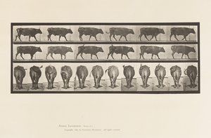 Plate 671. Ox; Walking by Eadweard Muybridge