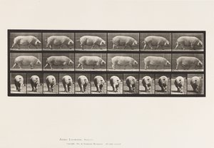 Plate 674. Sow; Walking