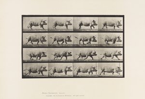 Sow; Trotting (Plate 675)