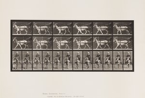 Plate 678. Goat; Trotting, in Sulky by Eadweard Muybridge