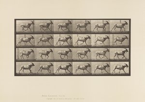 Goat; Galloping (Plate 679) by Eadweard Muybridge