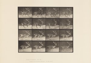 Plate 682. Fallow; Buck; A, Trotting; B, Galloping by Eadweard Muybridge