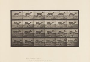 Plate 683. Virginia Deer; No Antlers; Buck; Galloping