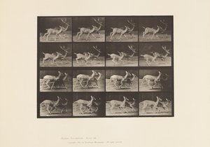 Plate 684. Fallow Deer; A, Buck and Doe; B, Two Does; Trotting