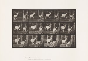 Fallow Deer; Buck and Doe; Galloping (Plate 686) by Eadweard Muybridge
