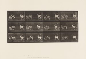 Fallow Deer; Buck and Group of Does; Galloping (Plate 687) by Eadweard Muybridge