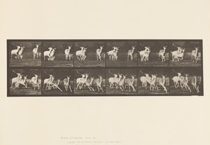 Plate 688. Fallow Deer; Buck and Group of Does; Galloping by Eadweard Muybridge