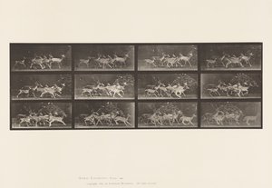 Fallow Deer; Buck and Group of Does; Various Movements (Plate 690) by Eadweard Muybridge