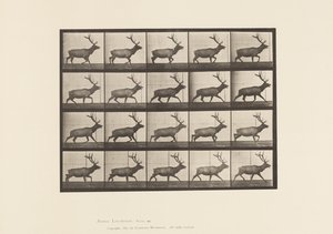 Plate 692. Elk, Trotting by Eadweard Muybridge