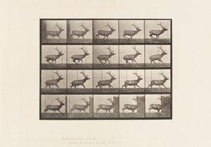 Elk, Galloping (Plate 693) by Eadweard Muybridge