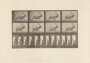 Plate 694. Elk; Galloping by Eadweard Muybridge