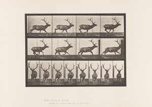 Elk, Galloping