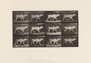 Plate 696. Eland; Trotting