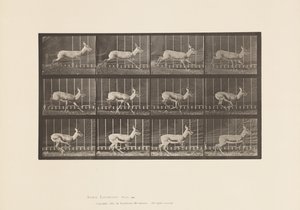 Plate 698. Antelope; Galloping by Eadweard Muybridge