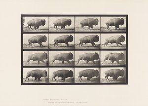 Plate 700. Buffalo; Galloping