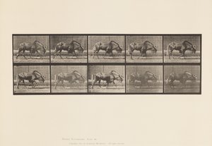 Gnu; Walking by Eadweard Muybridge