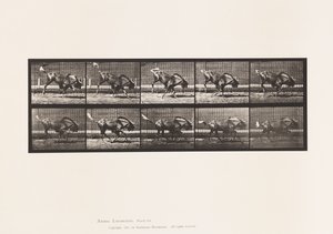 Plate 702. Gnu; Bucking and Galloping by Eadweard Muybridge