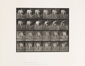 Plate 703. Dog; Walking; Interrupted Mastiff-Dread