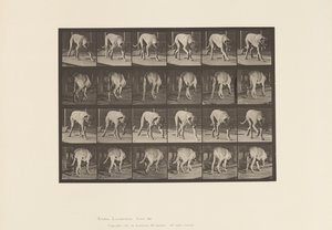 Plate 704. Dog; Walking; Mastiff