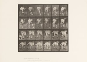 Plate 705. Dog; Trotting; Mastiff
