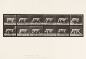 Dog; Trotting; Mastiff (Plate 706)