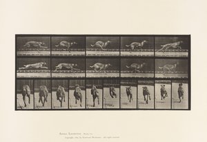 Plate 708. Dog; Galloping; Brown Racing Hound by Eadweard Muybridge