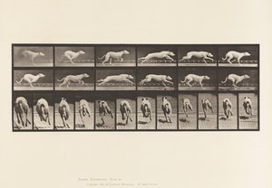 Dog; Galloping; White Racing Hound Maggie