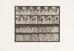Dogs; Two Racing; A, B; Racing Hounds, Ike & Maggie (Plate 711)