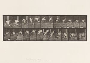 Plate 712. Dog; Jumping Hurdle; Mastiff, Dread