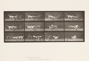 Plate 715. Dogs; Three, Tugging at a Towel