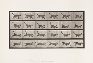 Cat; Walking, Change to Galloping