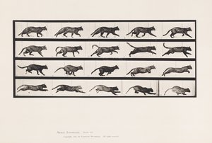 Plate 717. Cat; Trotting; Change to Galloping