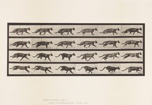 Cat; Trotting; Change to Galloping (Plate 718)