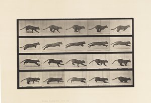 Plate 719. Cat; Galloping